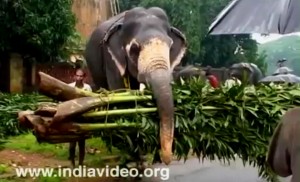 Elephant holding palm leaves